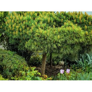 Borovica horská (Pinus mugo) ´VARELLA´ – výška 90-100 cm, kont. C4,5L - NA KMIENKU